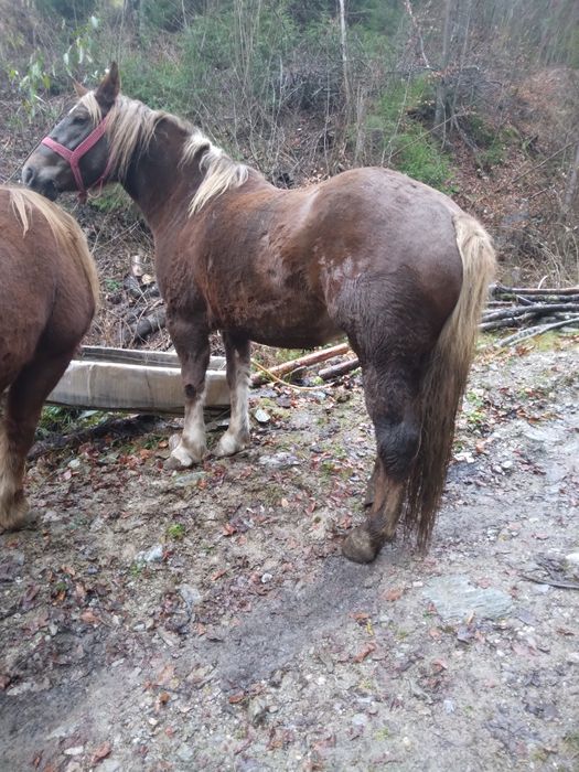 De vânzare două mînze