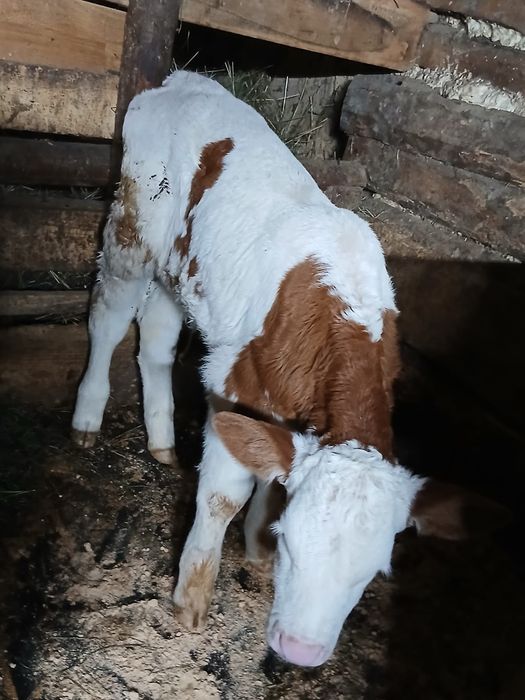 Vițică 2 săptămâni