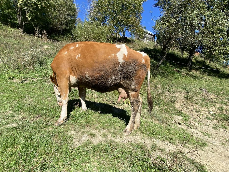 Vaca tinara buna de lapte