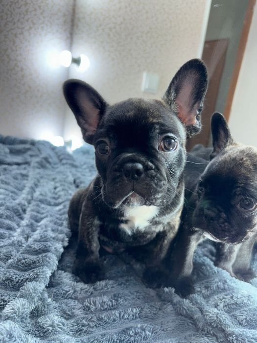 Продам французского бульдога