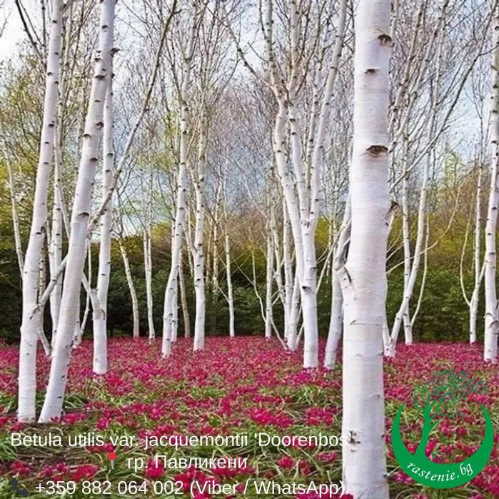 Бяла бреза в саксия