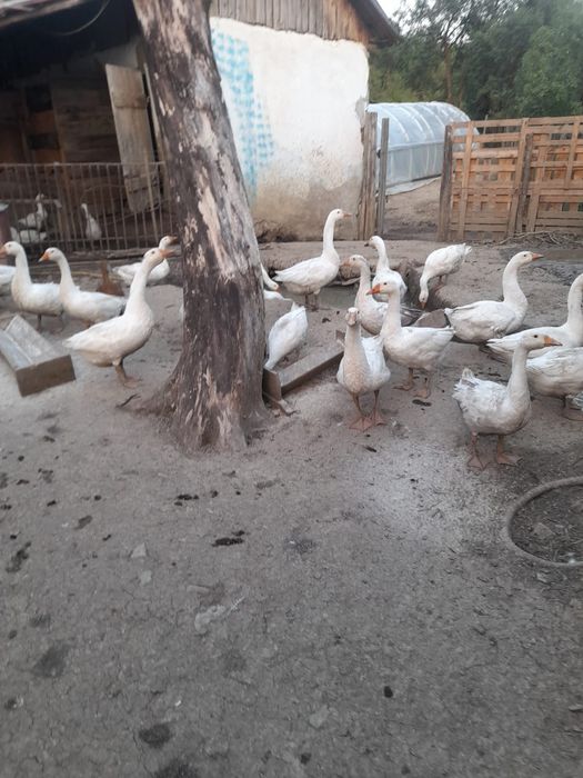 Gâște albe românești