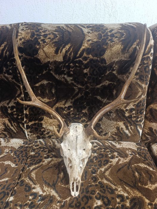 Еленски рога със череп