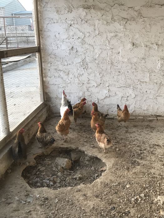 Тауыктар сатылады продаются куры порода кучин