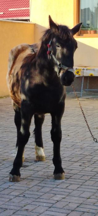 Mânză disponibilă de cinci luni