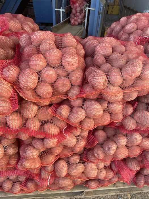 Cartofi pentru TARABA