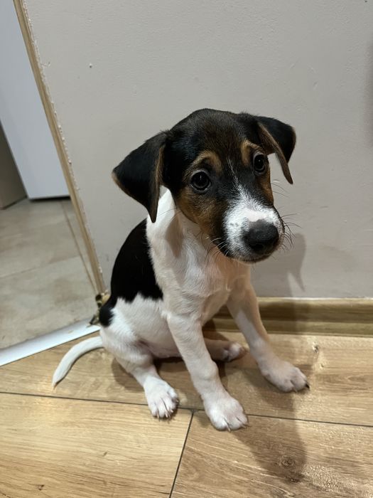 Джак Ръсел териер