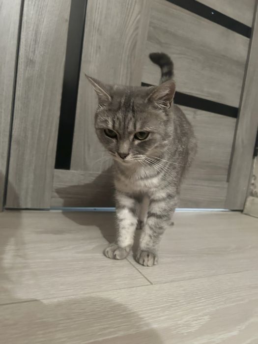 Кошечка в добрые руки