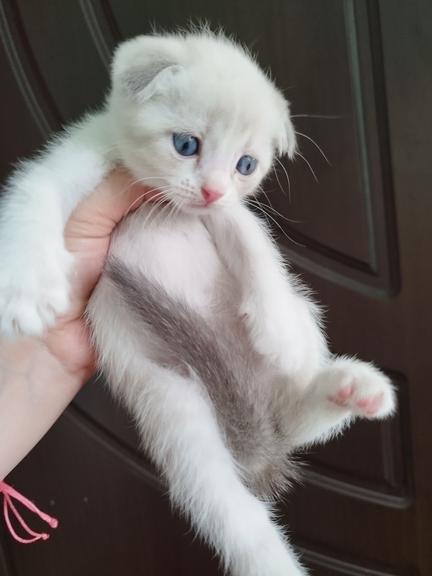 Скоттиш фолд ва страйт