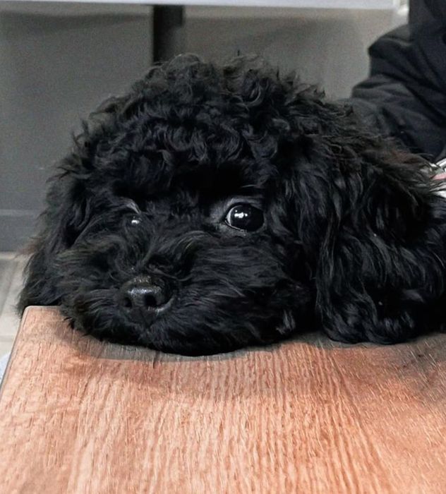 Щенки мини пуделя