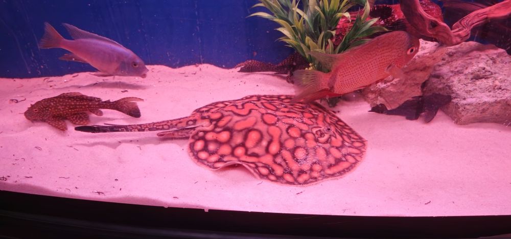 Пресноводный скат