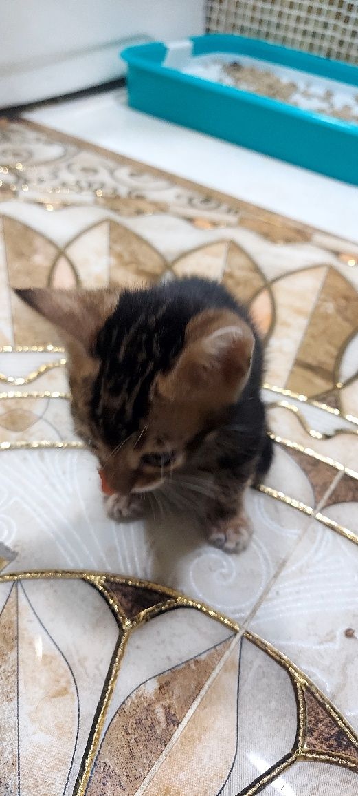 Отдаются 2 котенка