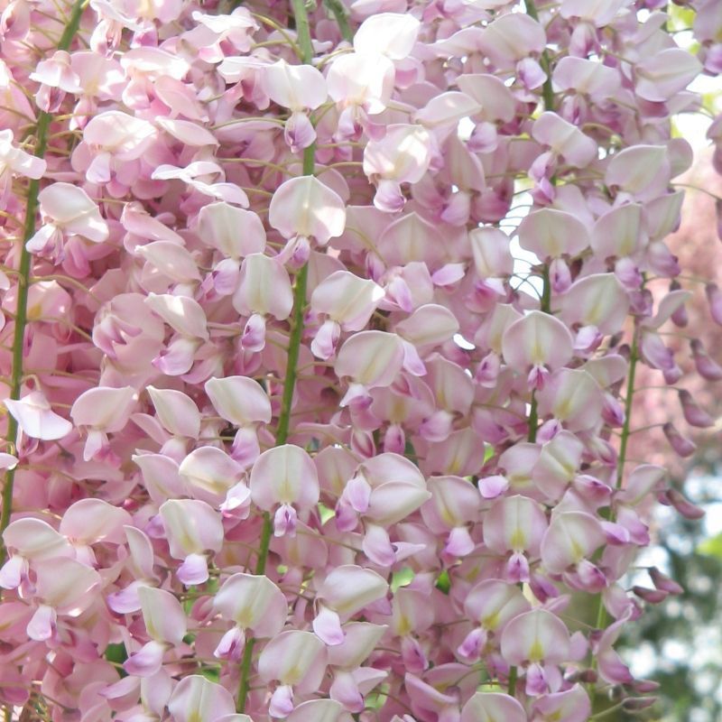 Glicina ( Wisteria )