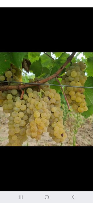 Struguri pentru vin