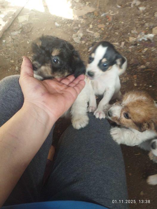 Donez cățeluși foarte jucăuși și frumoși