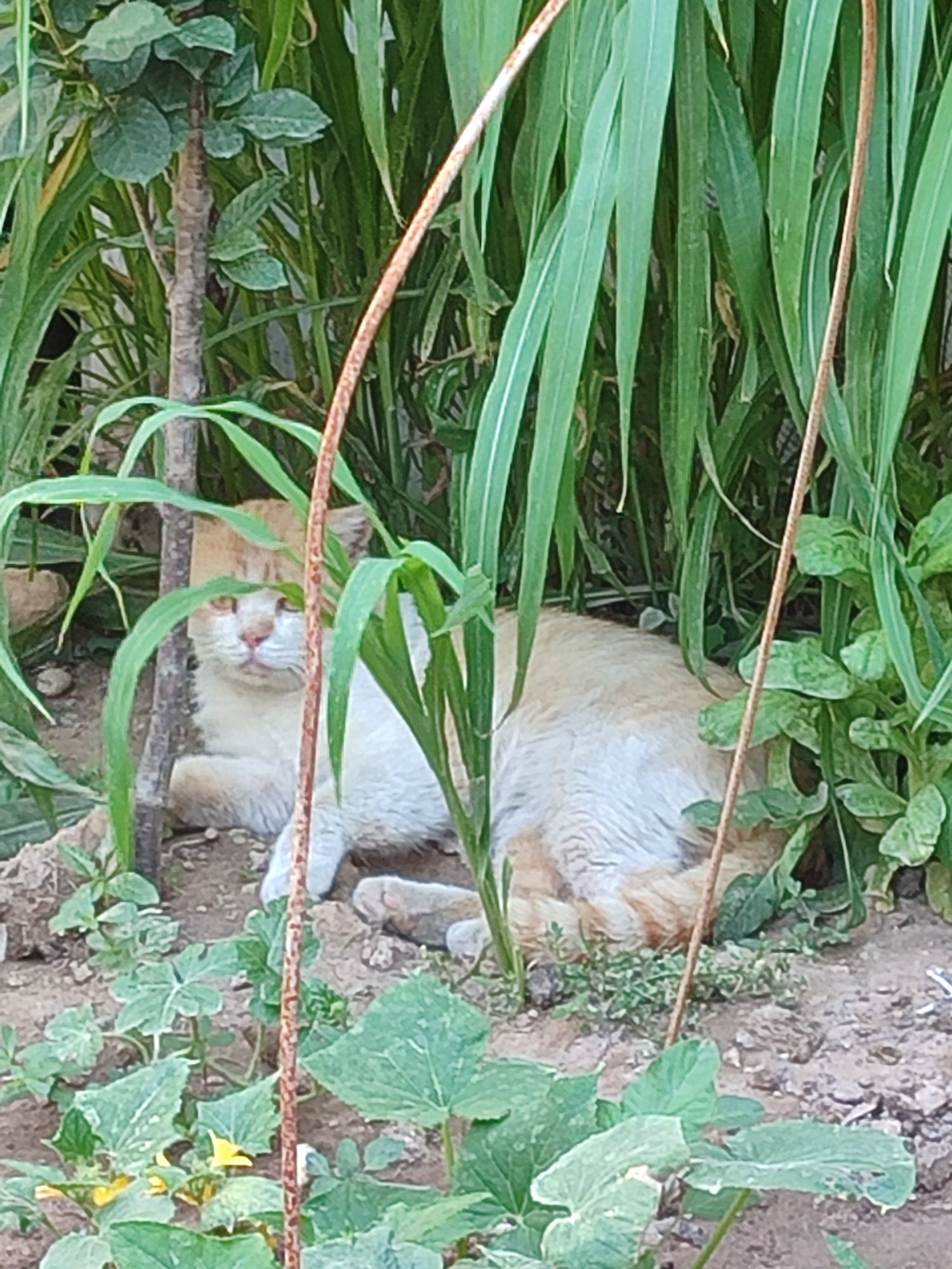 Скоттиш страи́т рыжая кошка, бело рыжий и шоколадный котики.