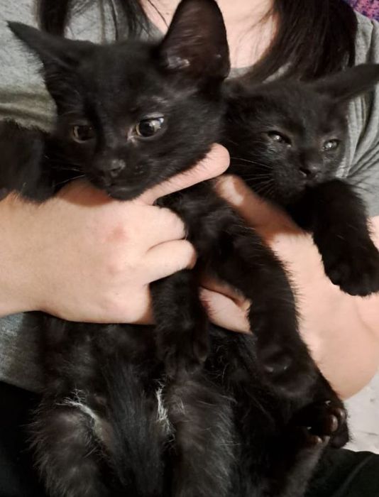 котята 3 месяца