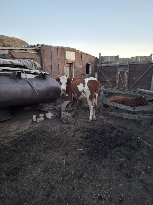 Продам телку полтора годовалая можно на мясо можно и на развод бери