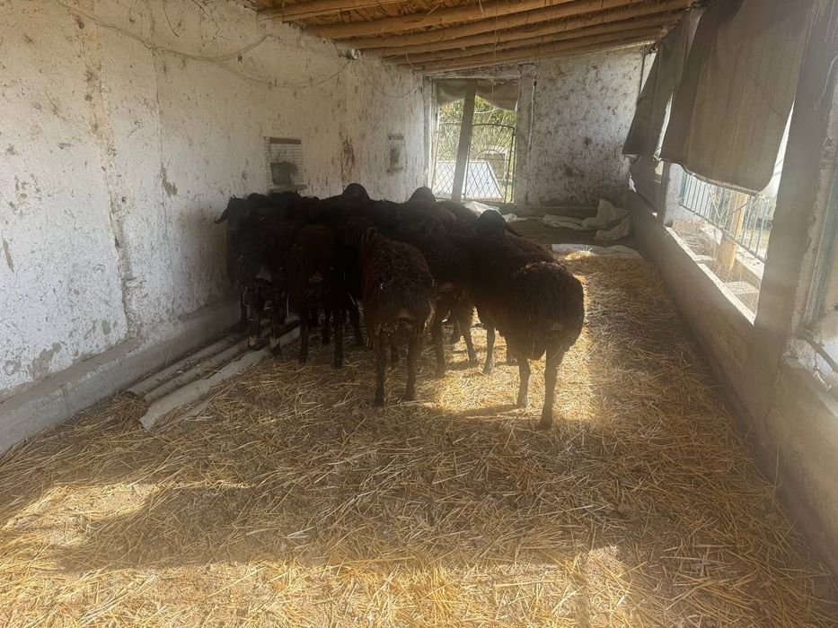 Qo’chqorlar Sotiladi