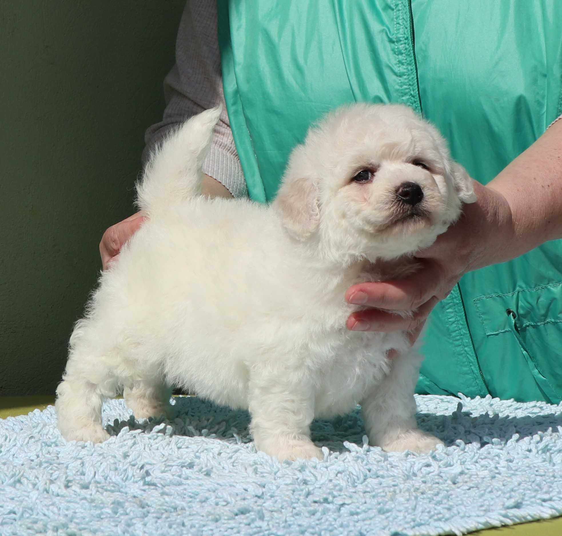 Bichon Fise masc cu pedigree FCI