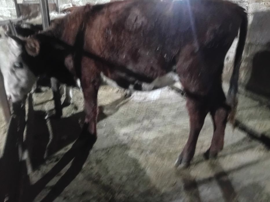 Продам телку.  Посёлок Жеруйык бывший Луговое