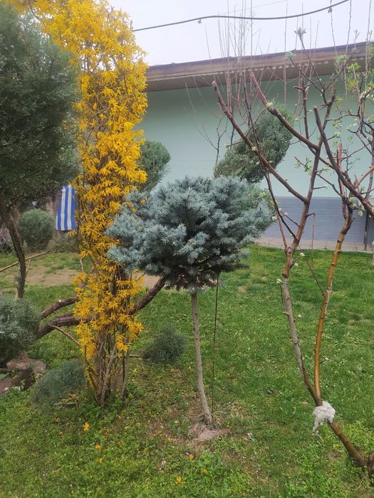 Archa narxini kelishamiz