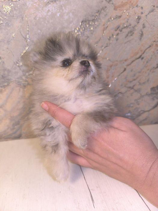 Готовятся к продаже щенки померанского шпица