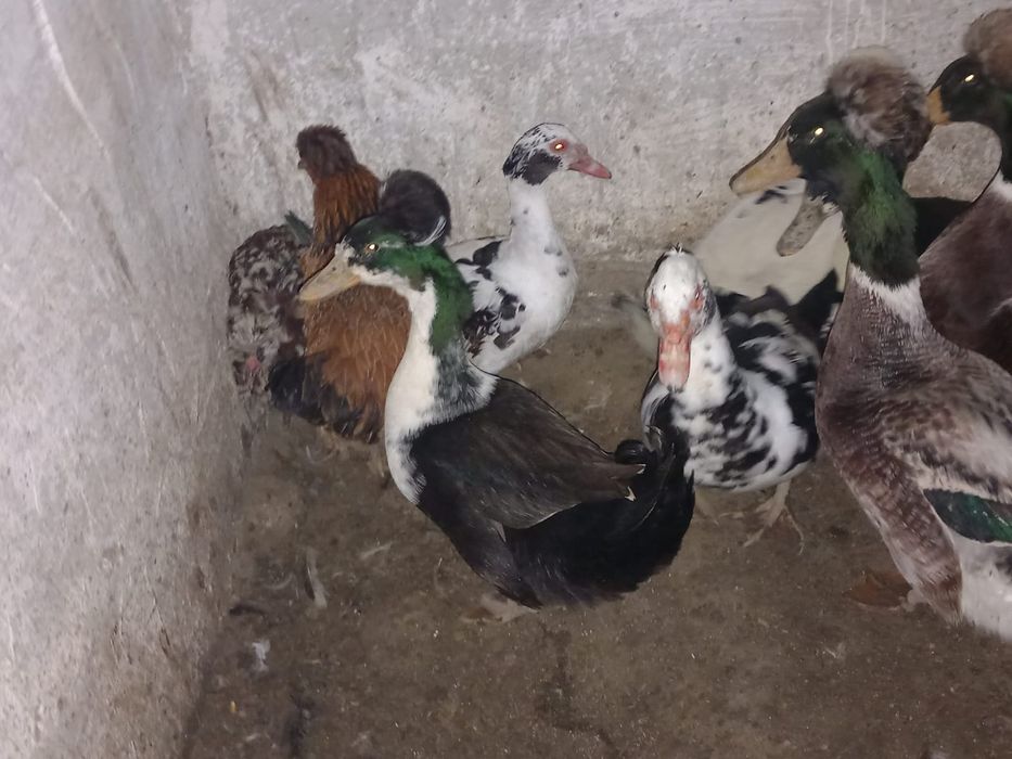 Ratoi mascul motat de vanzare