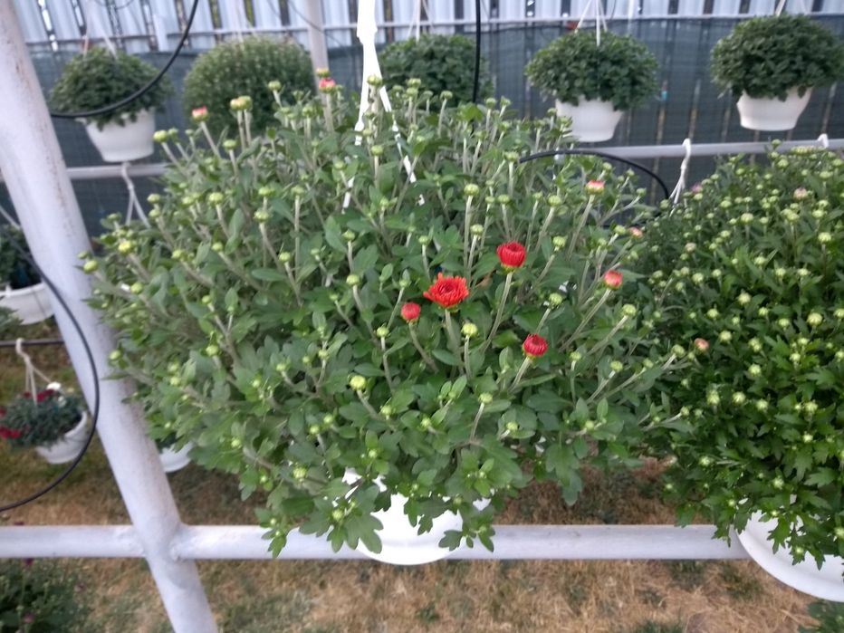 Crizanteme multiflora  Tufănici