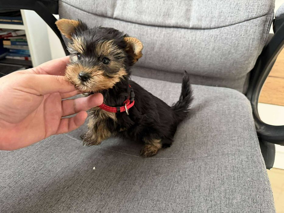 Мини Йоркширски териер, Момиченца момченца Актуално от 4.11.2025