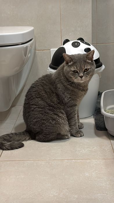Donez pisici british shorthair