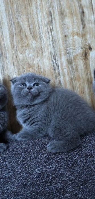 Милые котчта, к лотку приучены  умные голубых окрасов