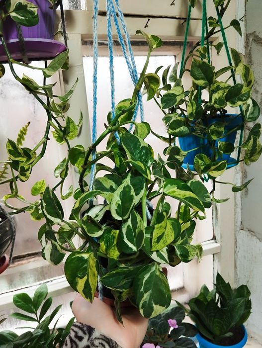 Сциндапсус энджой