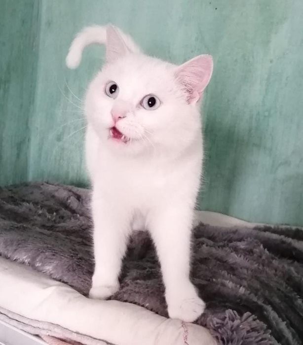 Котик ищет дом!   !