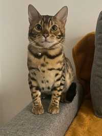 2 bengal  cats for sale