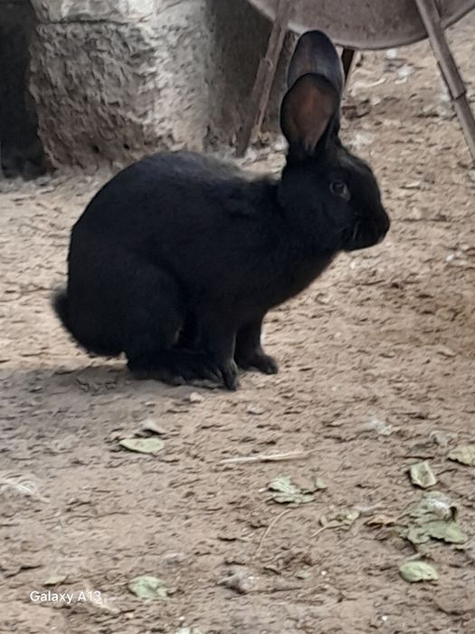 Қоян қоян қоян қоян