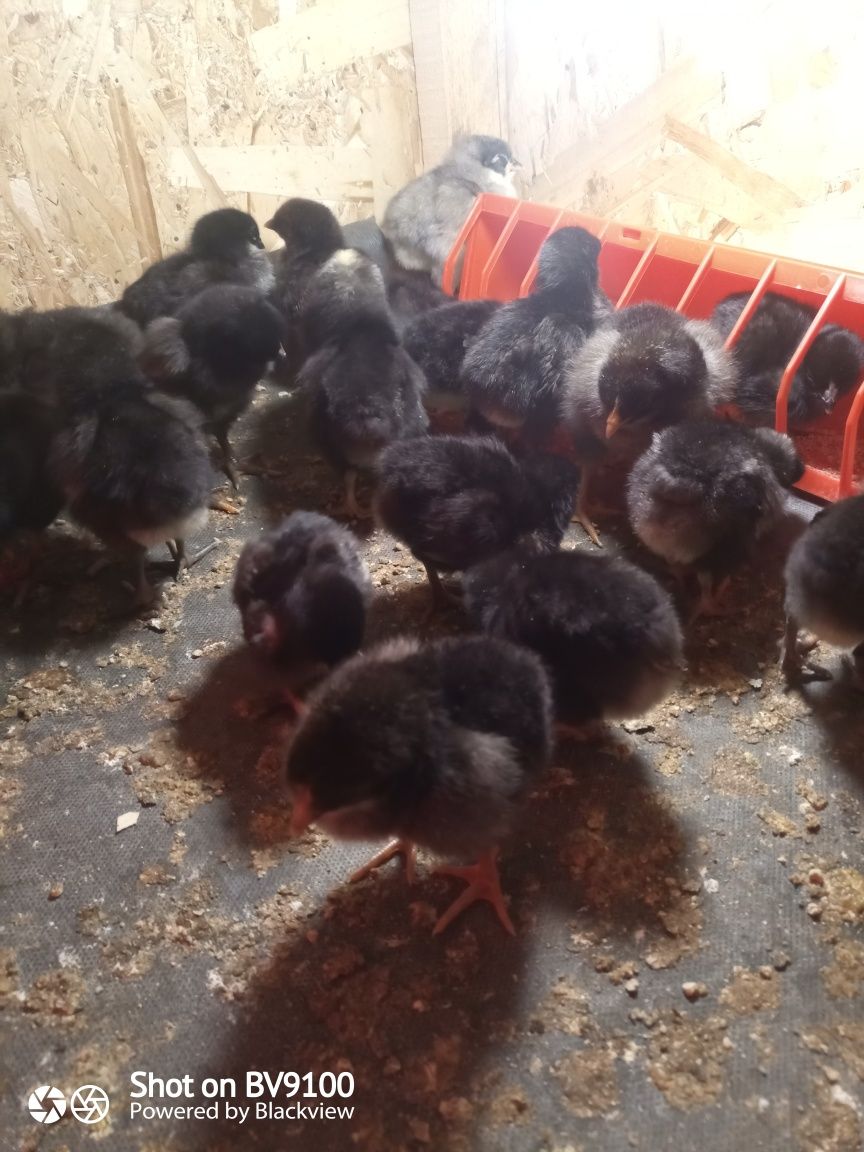 Producător pui de găină Australorp