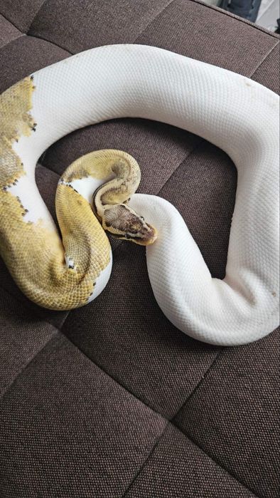 Кралски питон супер пастел пайд /змия