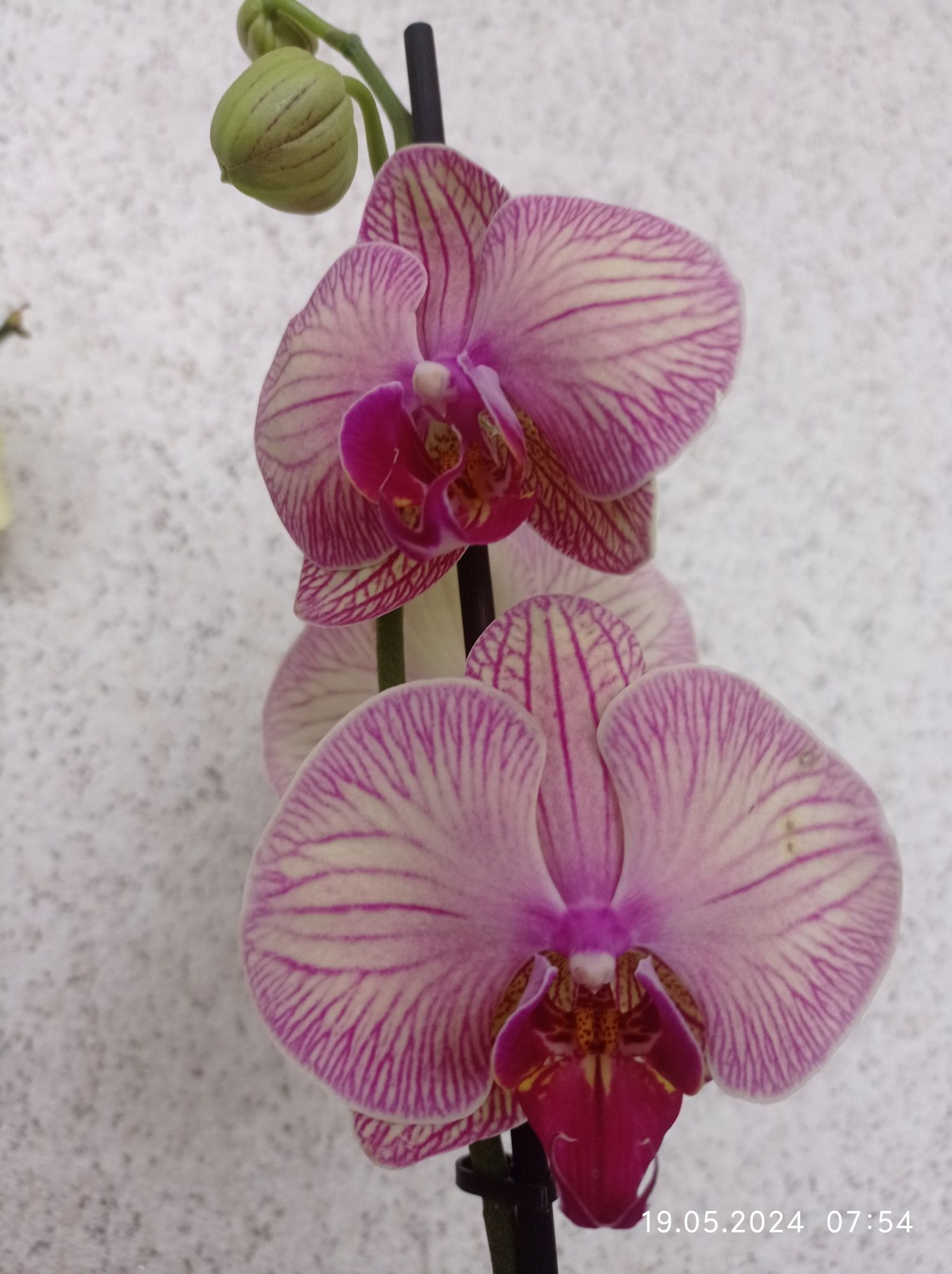Продам орхидеи срочно!!!