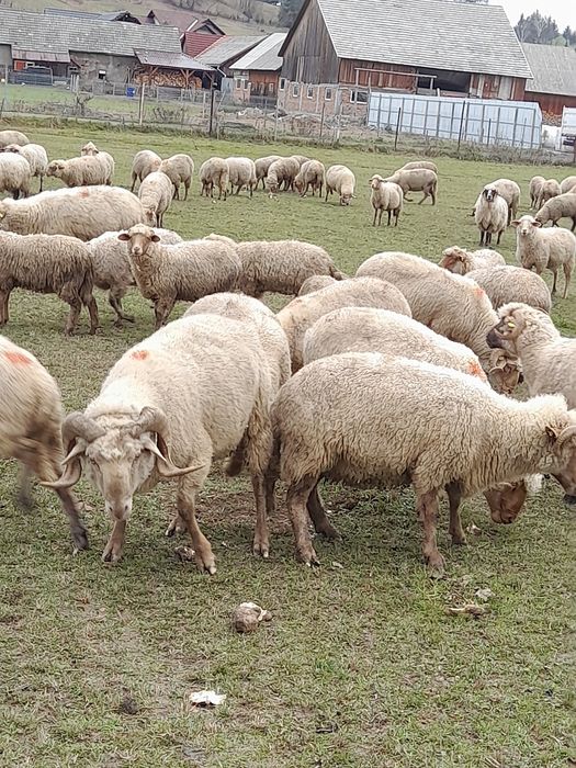 35 de oi de vânzare