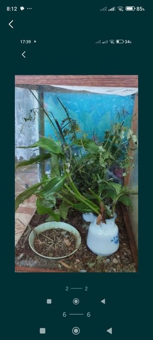 Продаются Анамские палочники