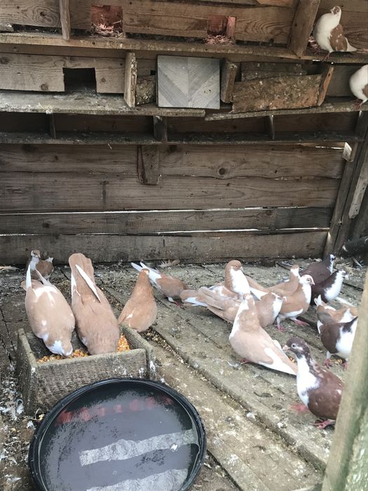 Porumbei galateni jucatori