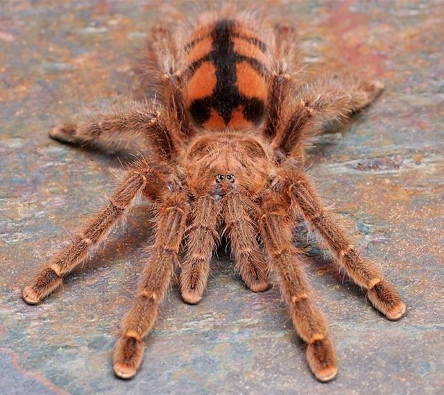 Н/о Avicularia minatrix

Avicularia minatrix

Класс – Паукообразные