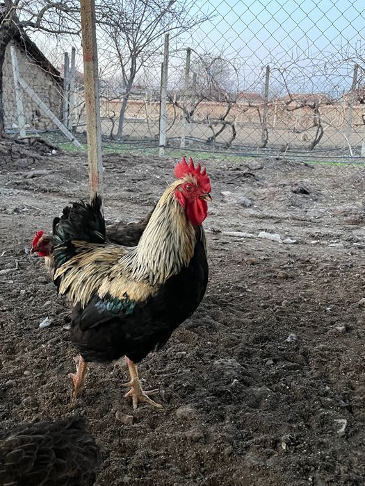 Петли за клане 5 месечни