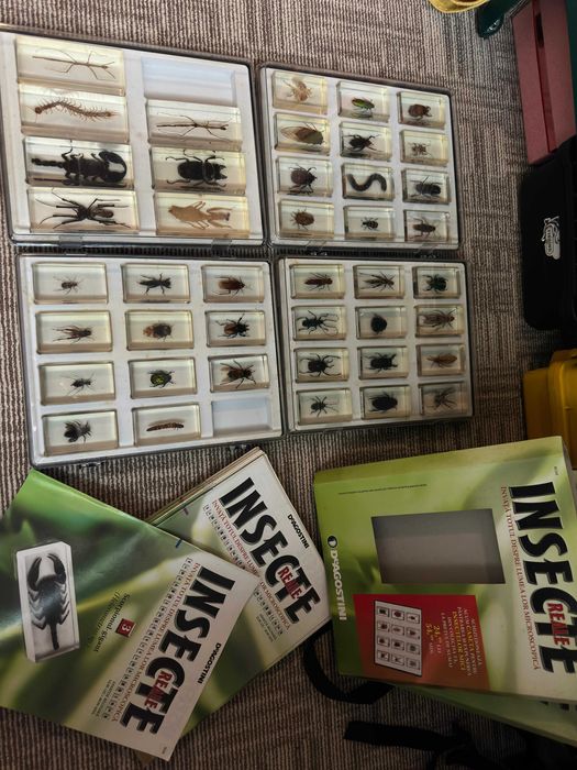 Colectie Insecte reale in rasina, colectia DEAGOSTINI