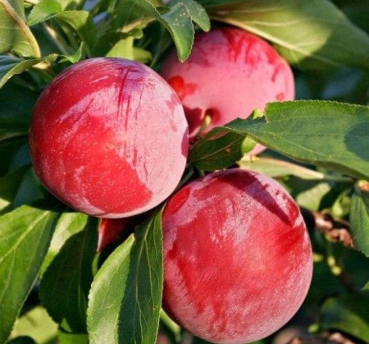 Prun (Soiul Fortune )