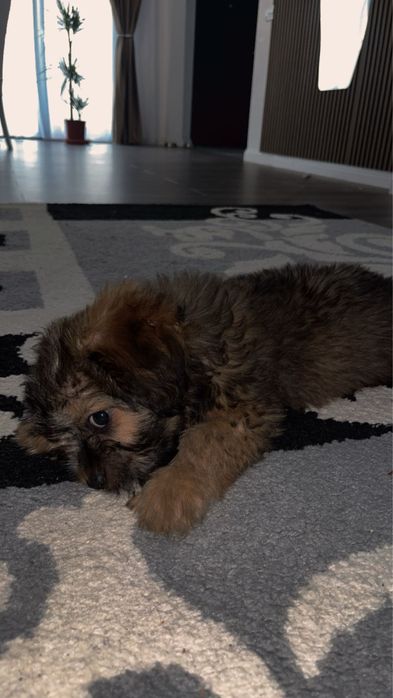 Bichon havanez fată