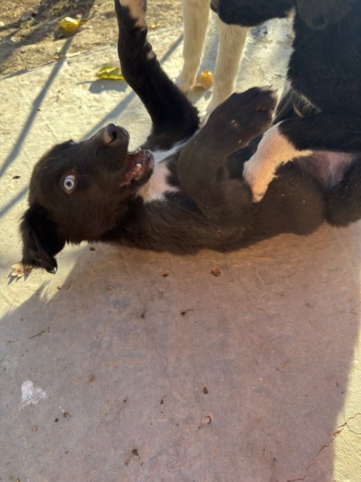 Щеночки, кушиктер бар.