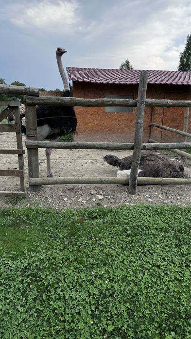 Vand struti la varsta de 5-6 ani.