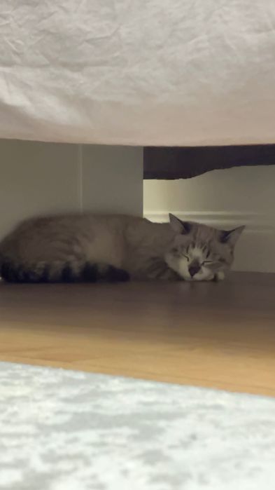 Отдам котенка в хорошие руки